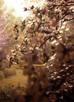 Next Nature, ca. 1994